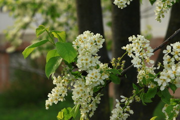 branch of tree in spring