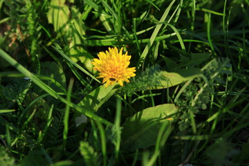 dandelion flowers in the garden