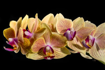 Flower of a phalaenopsis orchid close-up on a black background