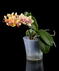 Bush dwarf phalaenopsis orchid in a pot on a black background