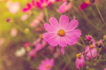 Obraz premium Pink summer flowers. Pink toning in the photo. Pink flowers and pink toning.