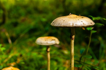 Mushrooms in the forest.