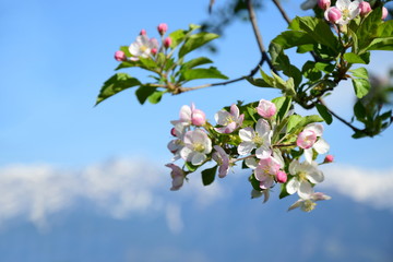 Wunderschöne Blüten eines Apfelbaumes vor verschneiten Südtiroler Bergen