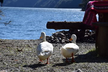 Hermosos patos blancos cerca del lago