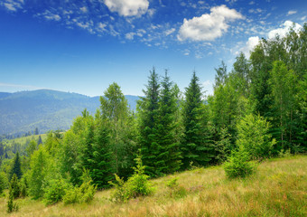 Evergreen fir trees in mountains - obrazy, fototapety, plakaty