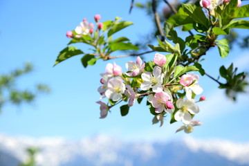 Wunderschöne Blüten eines Apfelbaumes vor verschneiten Südtiroler Bergen