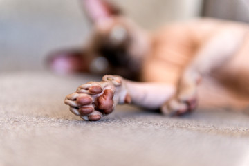 paw bald cat closeup, cushion the cat's paws, fingers