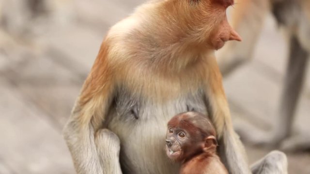 Mother monkey is hugging and cuddling with her red-haired baby ape. Alpha female proboscis with a weird long nose in wildlife. Animals in green jungles on Borneo island, Malaysia.