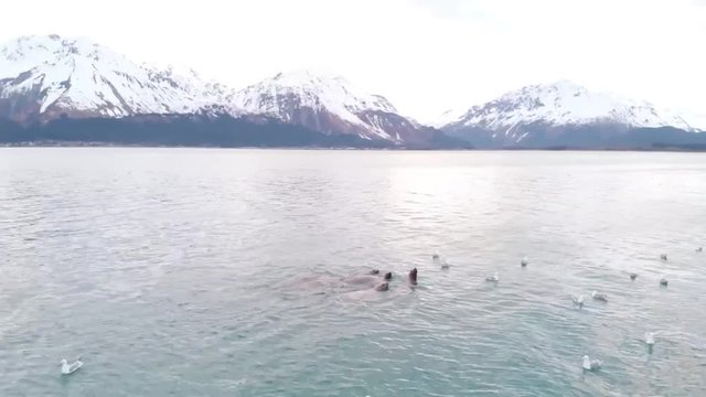 Amazing footage of sea lions in Alaska 
