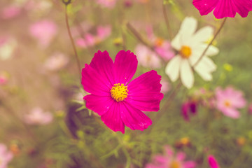 Pink summer flowers. Pink toning in the photo. Pink flowers and pink toning.