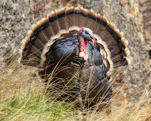 Tom Turkey Near Full Display