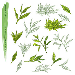 Leaves of tea, branch of plant sketch. Drink