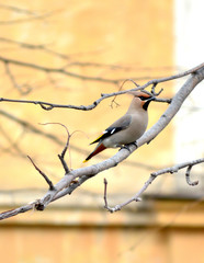 the Waxwing on branch