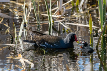 Young moorhen duckling being fed water grass by adult