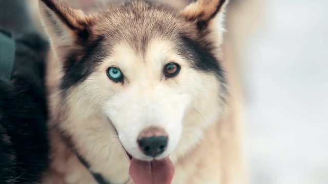 Close-up shot of the Siberian Husky with different colored eyes. Sled dog with almond-shaped eyes of brown and blue looks directly into the camera.