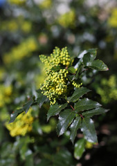 flower in garden, flower natural bouquet, buds