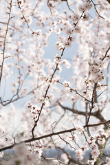 Apricot tree flower, seasonal floral nature background. spring flowering apricot tree
