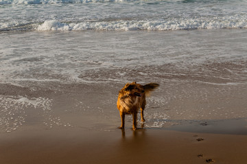 some dogs playing on Atxabiribil beach, in Sopelana. The dogs are lying or playing, in the background you can see rocks and the sea