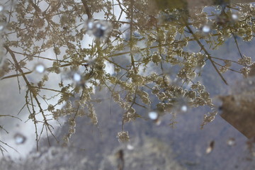 Wasserspiegelung Kirschblüte