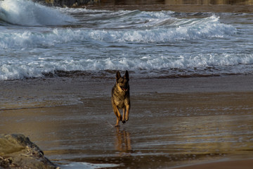 some dogs playing on Atxabiribil beach, in Sopelana. The dogs are lying or playing, in the background you can see rocks and the sea