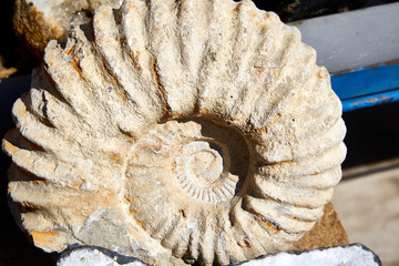 ammonite fossil spiral