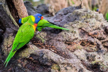 pair of green lory parrots, searching for feed in tree trunk