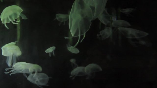 Moon jellyfish Aurelia aurita red translucent color and dark background