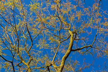 Blasenbaum im Frühjahr mit neuem Blattaustrieb