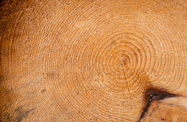 Naklejka premium Tree Dendrology - Age Rings in a Spruce Tree