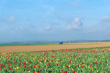 Tulip field in the Regional Natural Park Oise in spring season