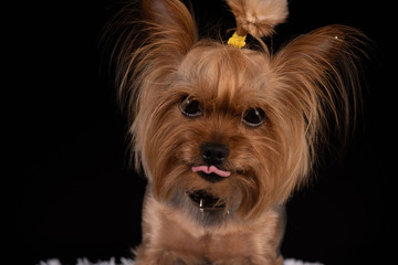 Yorkshire terrier shows tongue. close-up.