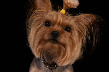 yorkshire terrier on black background. close-up