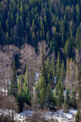 Waning Snow in the Mixed Forest