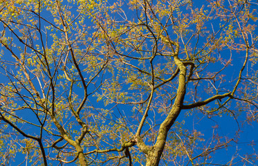 Blasenbaum im Frühjahr mit neuem Blattaustrieb