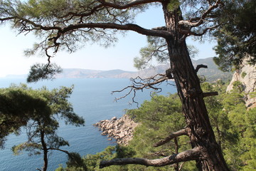 mountains pinus sea