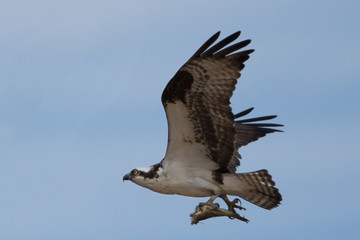 osprey with fish