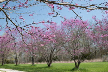 Blooming Redbud Branches