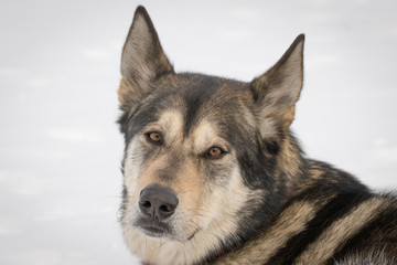 Portrait of an Alaskan Shepherd