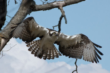 osprey flying from tree