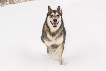 A Happy Alaskan Shepherd