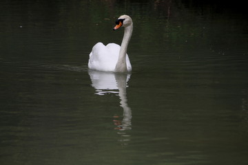 Naklejka premium the mute swan (Cygnus olor) and its reflection