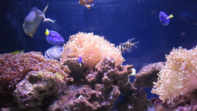 exotic fish swim among rocks and corals