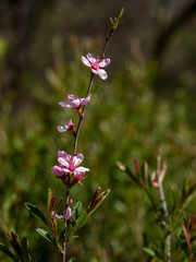 Fototapeta premium Flowers Bud Spring Goloseevsky Botanikal Park