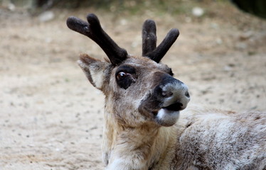 a Reindeer with new horns