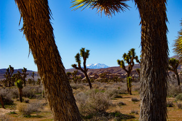 Joshua trees