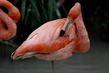 a Chilean flamingo