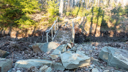 bridge in forest