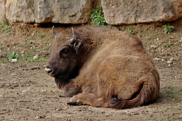 young European bison