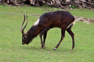 Nile lechwe (Kobus megaceros) male antelope