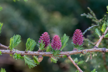 spring larch flowers and nnedles on twig macro